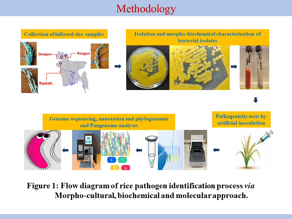 Research Image